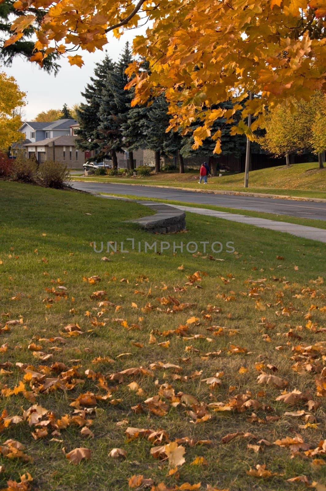 Fall's colorful tree around the street. Toronto