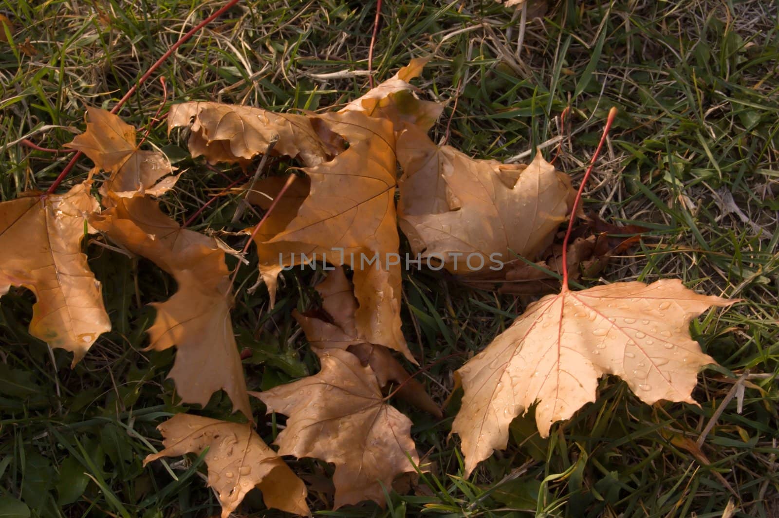 Frost Leaves by PavelS