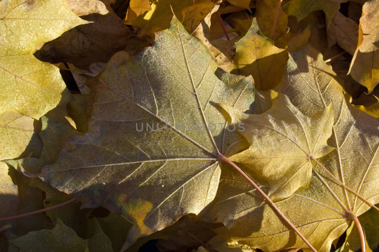 Frost Leaves by PavelS