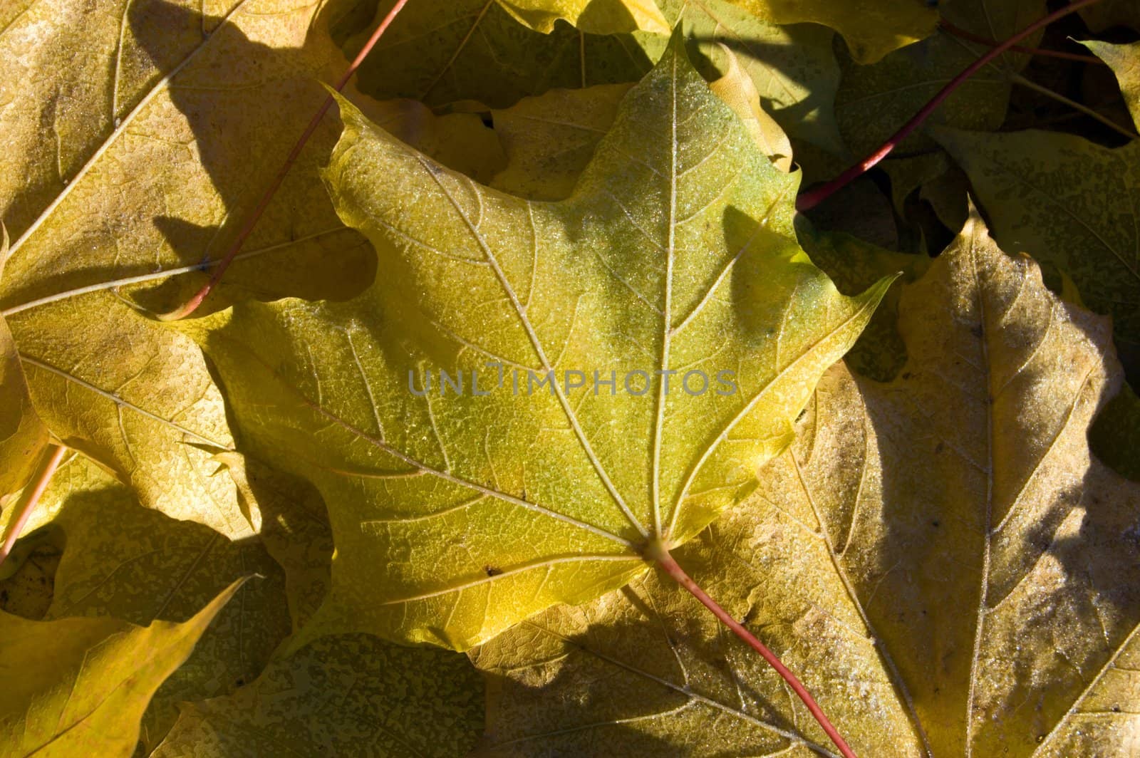 Picture of Frost Leaves on sunset