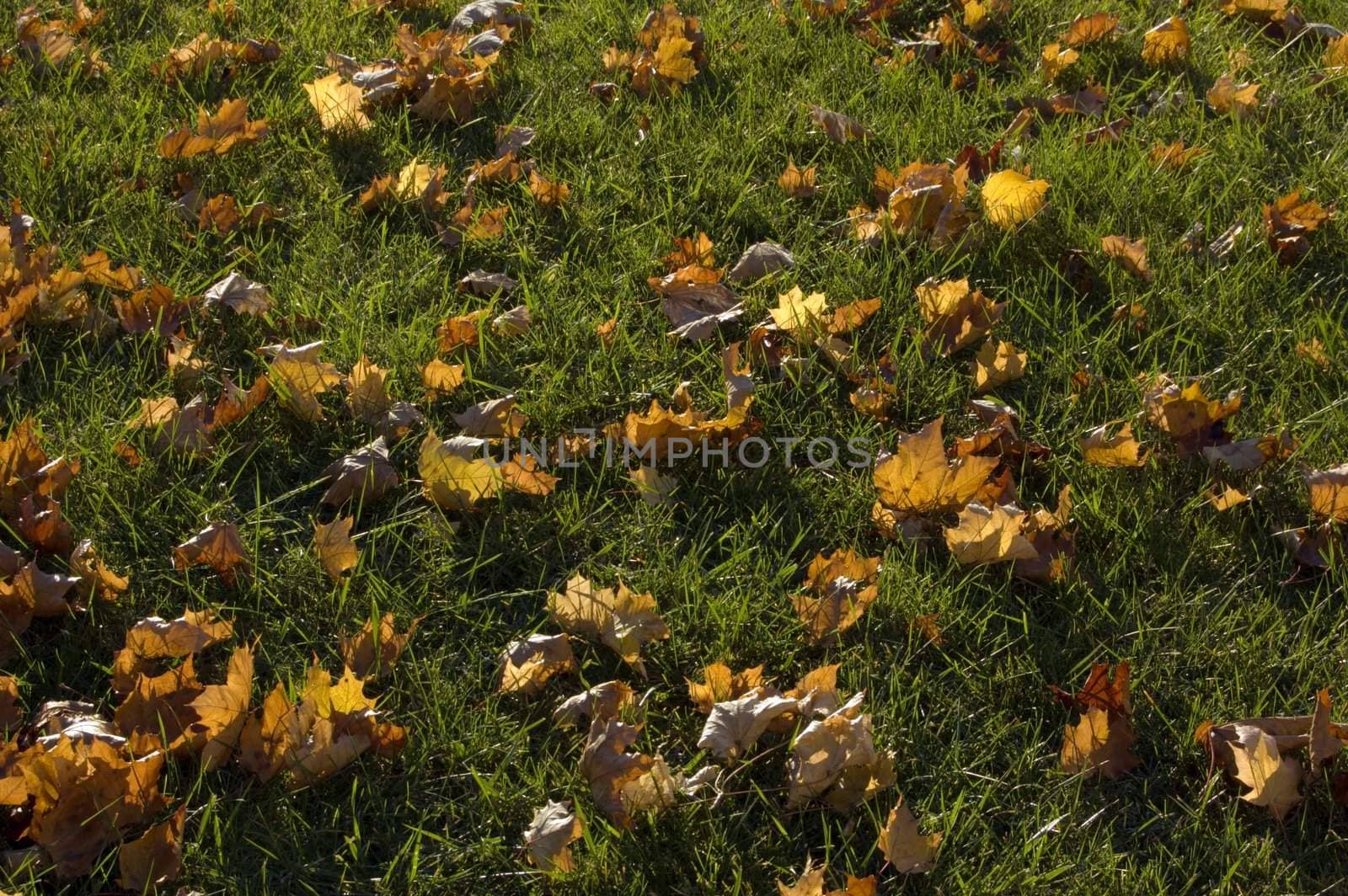 Yellow dry Leaves in the frost