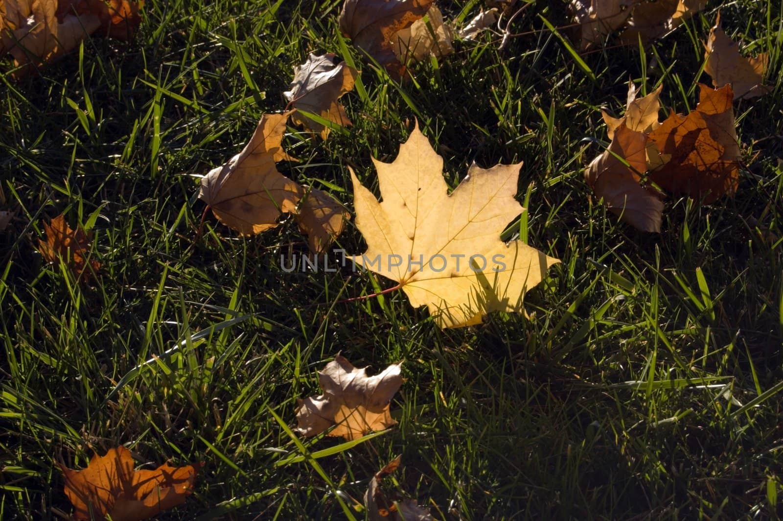 Yellow dry Leaves by PavelS