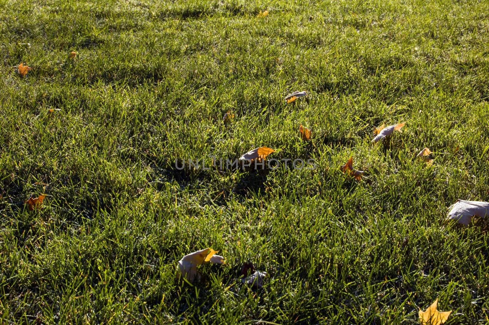 Yellow dry Leaves and grass in the frost