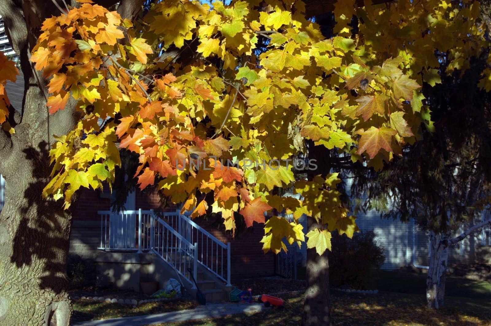 Small house in sunrise light