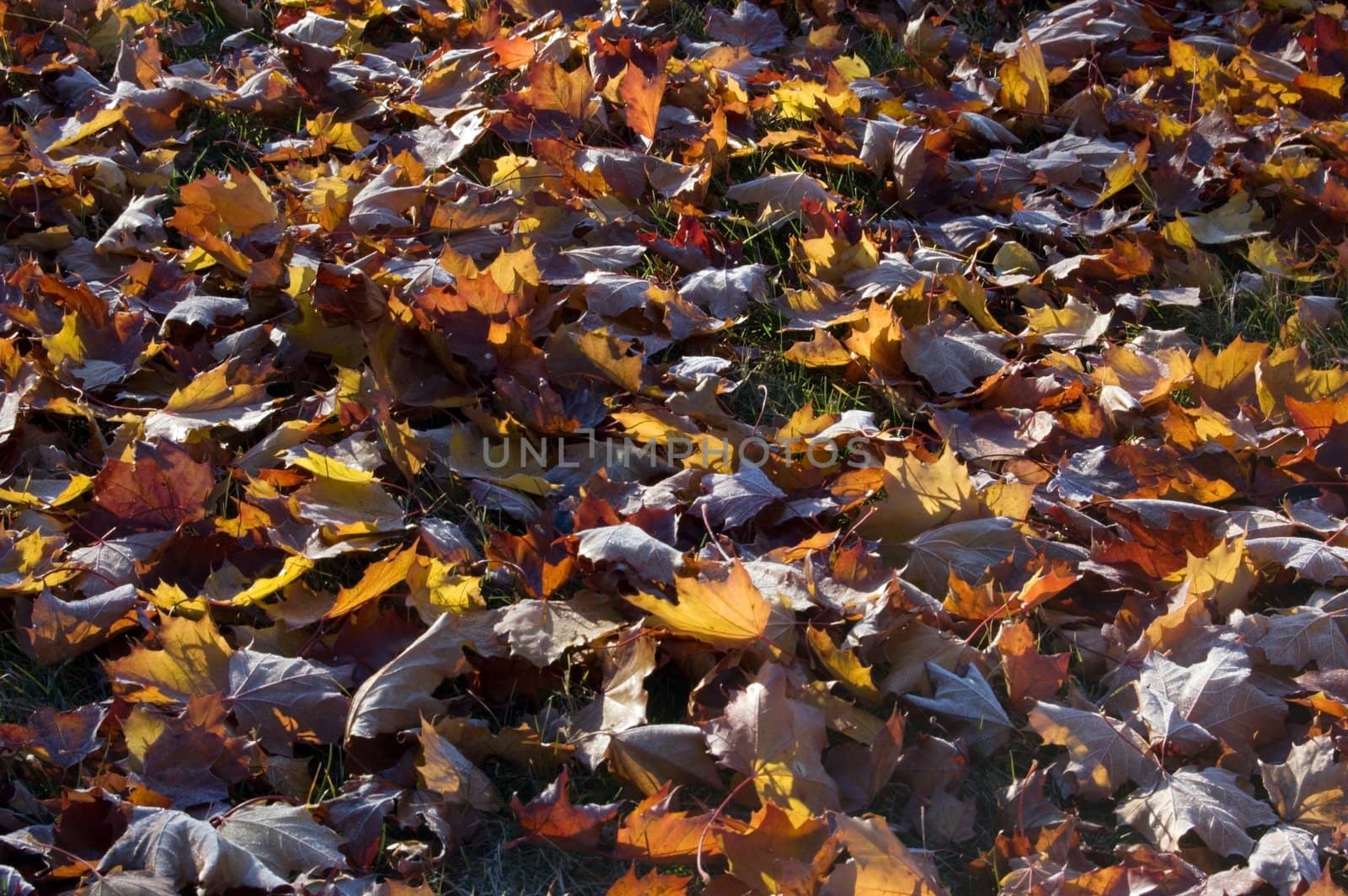 Leaves in the frost in sunlite