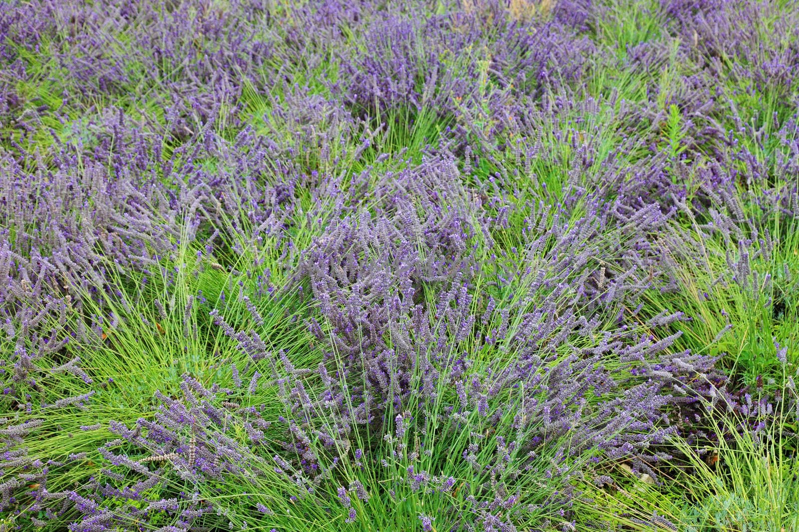 Purple lavender bushes in France, Europe. by borodaev