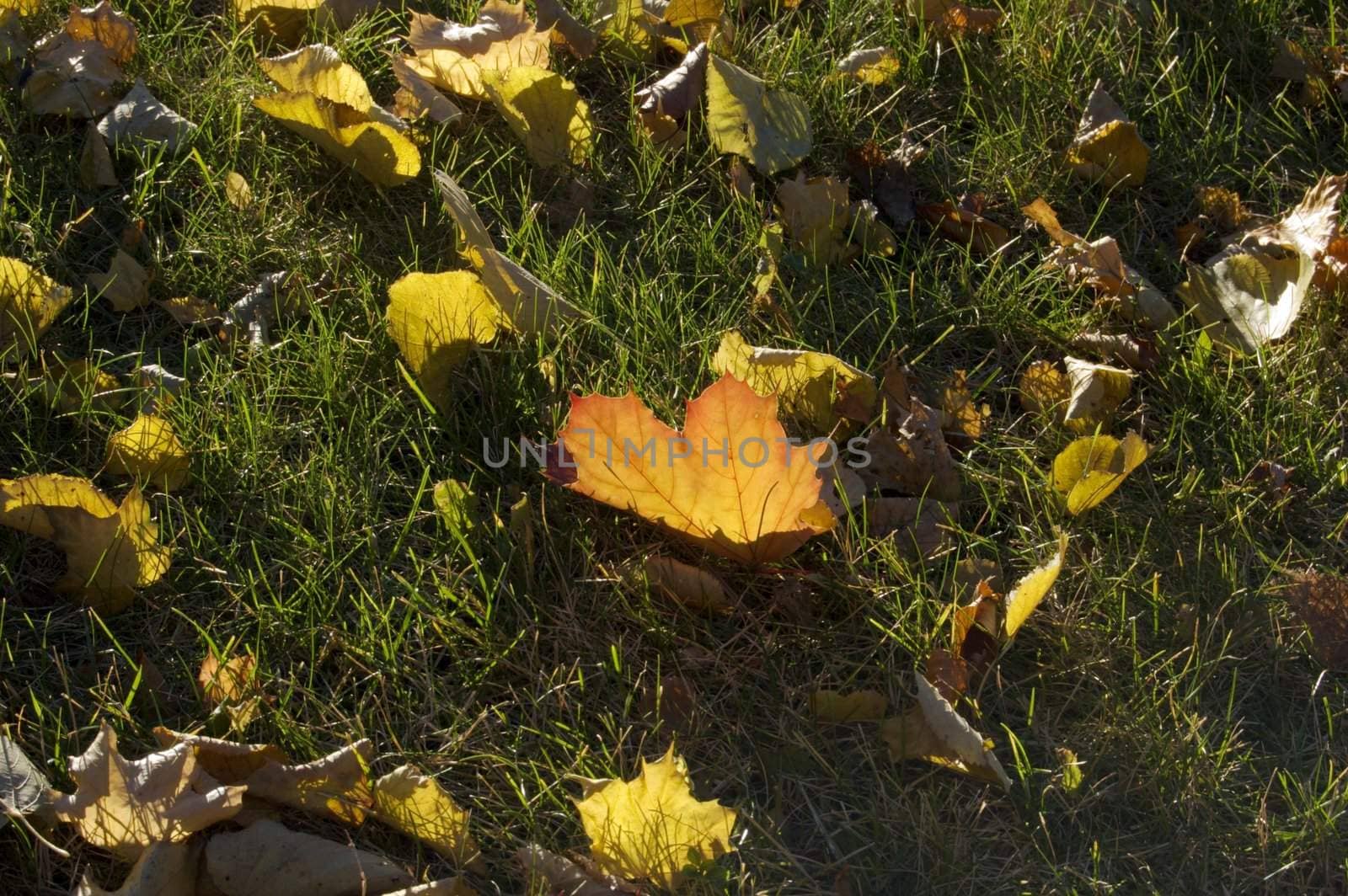 dry Leaves by PavelS