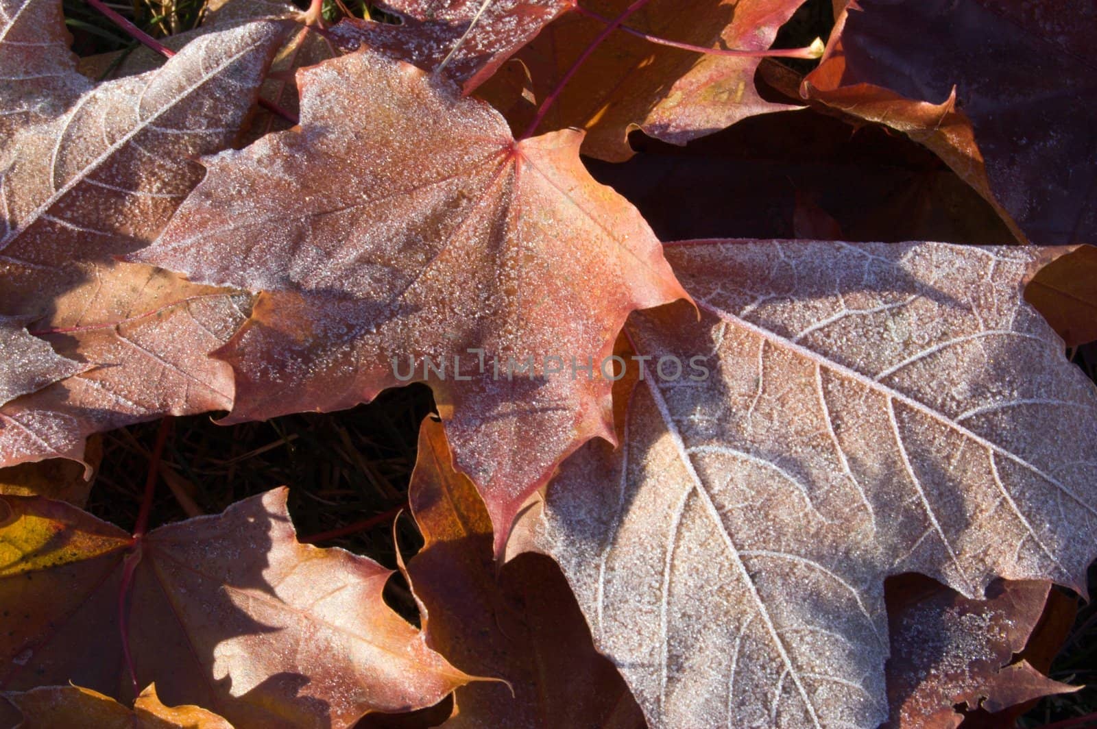 Leaves in the frost in sunlite