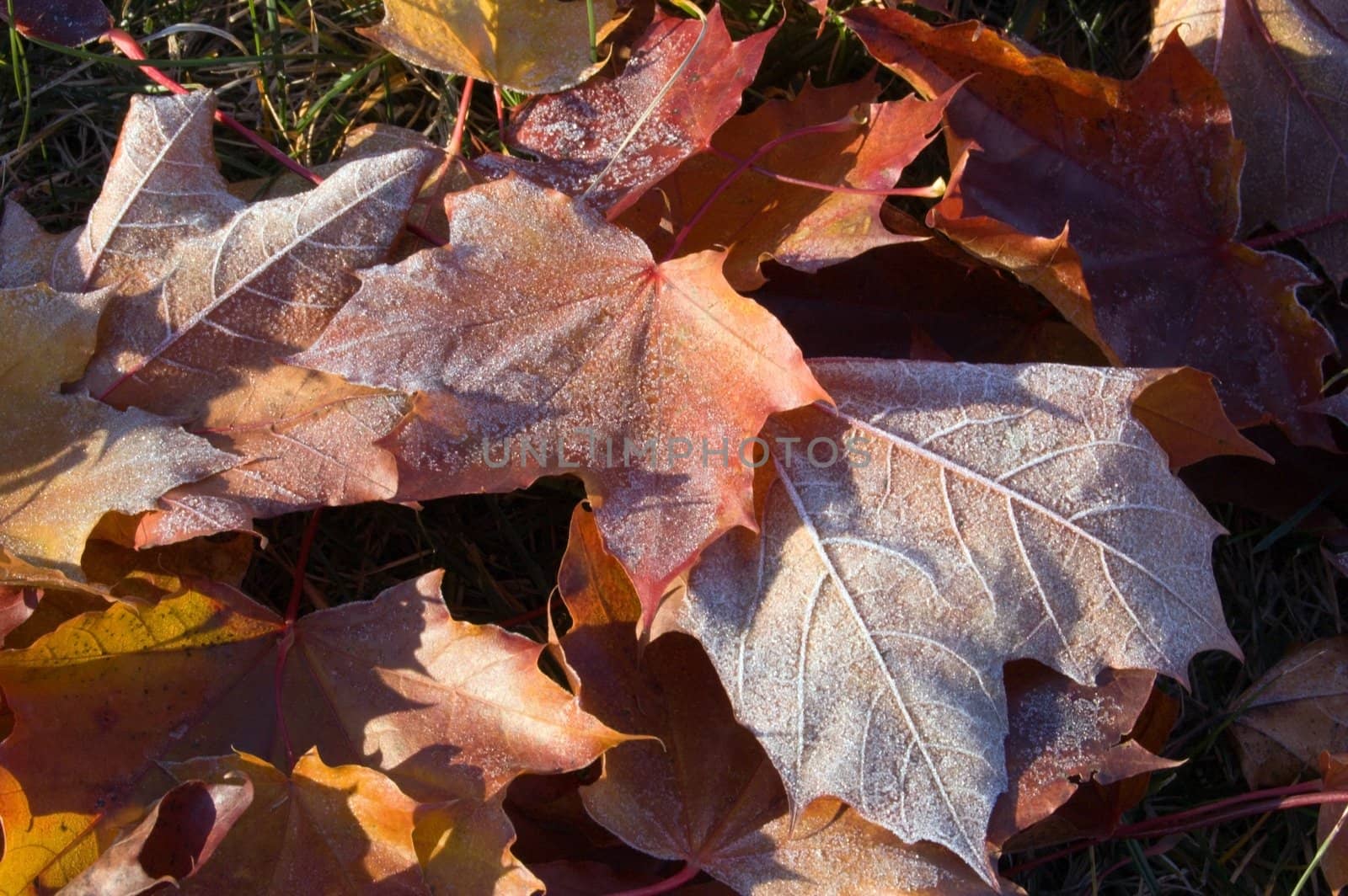 Leaves in the frost
