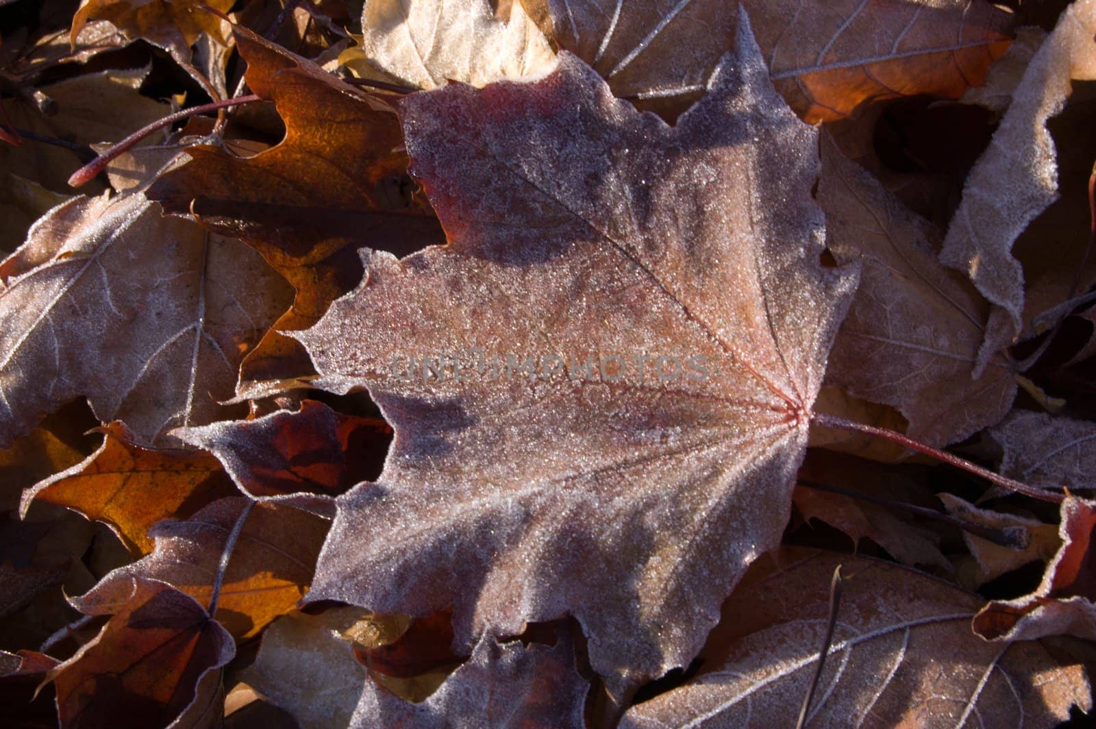 Maple leaves in the frost at sunrise