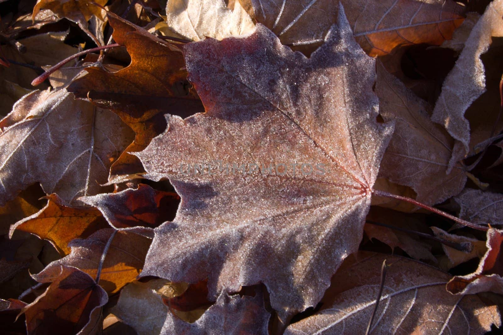 Leaves by PavelS