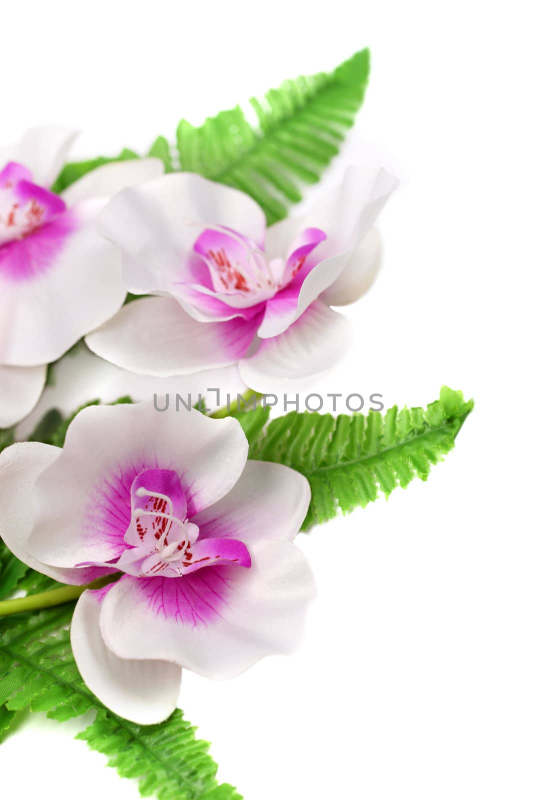 White with purple orchid and decorative leafs isolated on white background.
