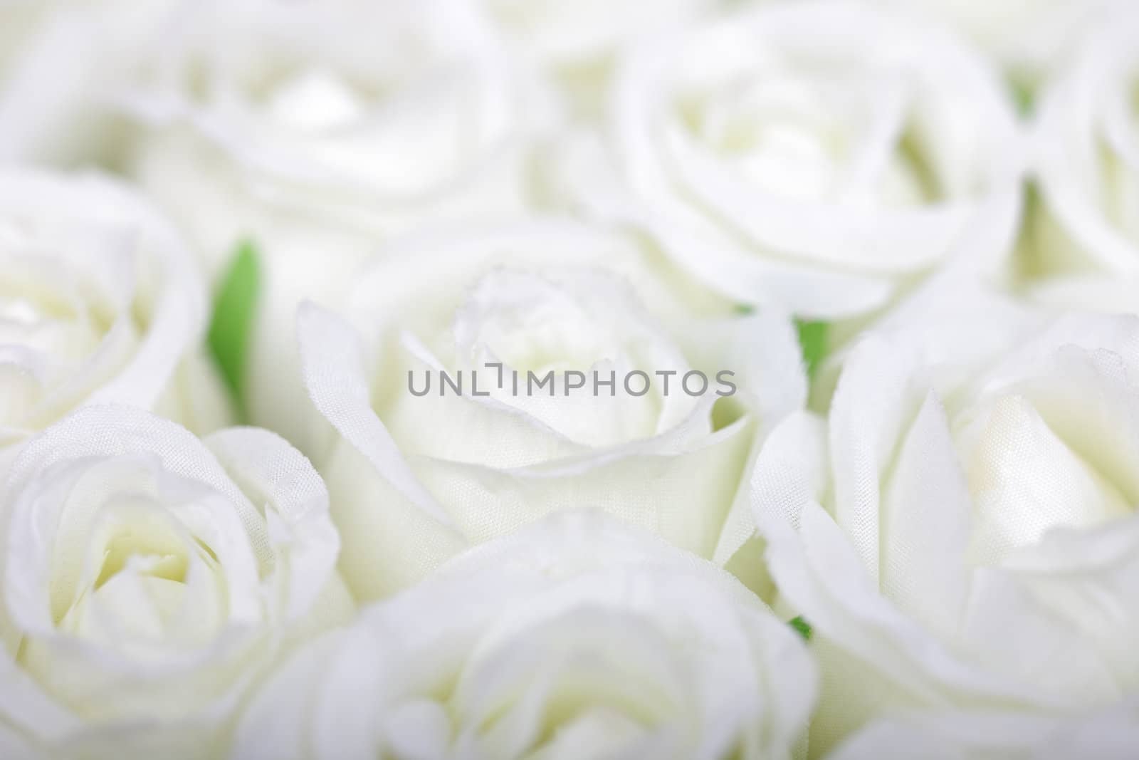 Selective soft focus white roses background.