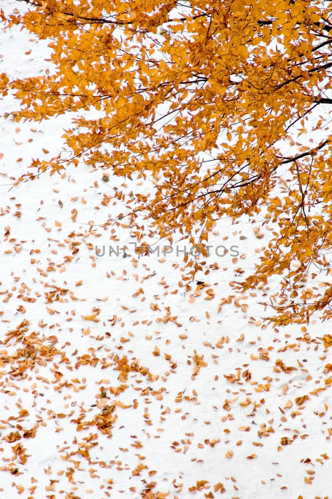 Maple tree with yellow leaves on snow background