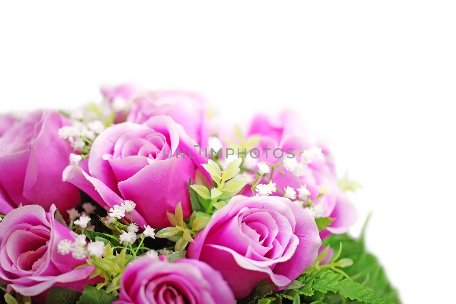 Purple roses bouquet isolated on white background.