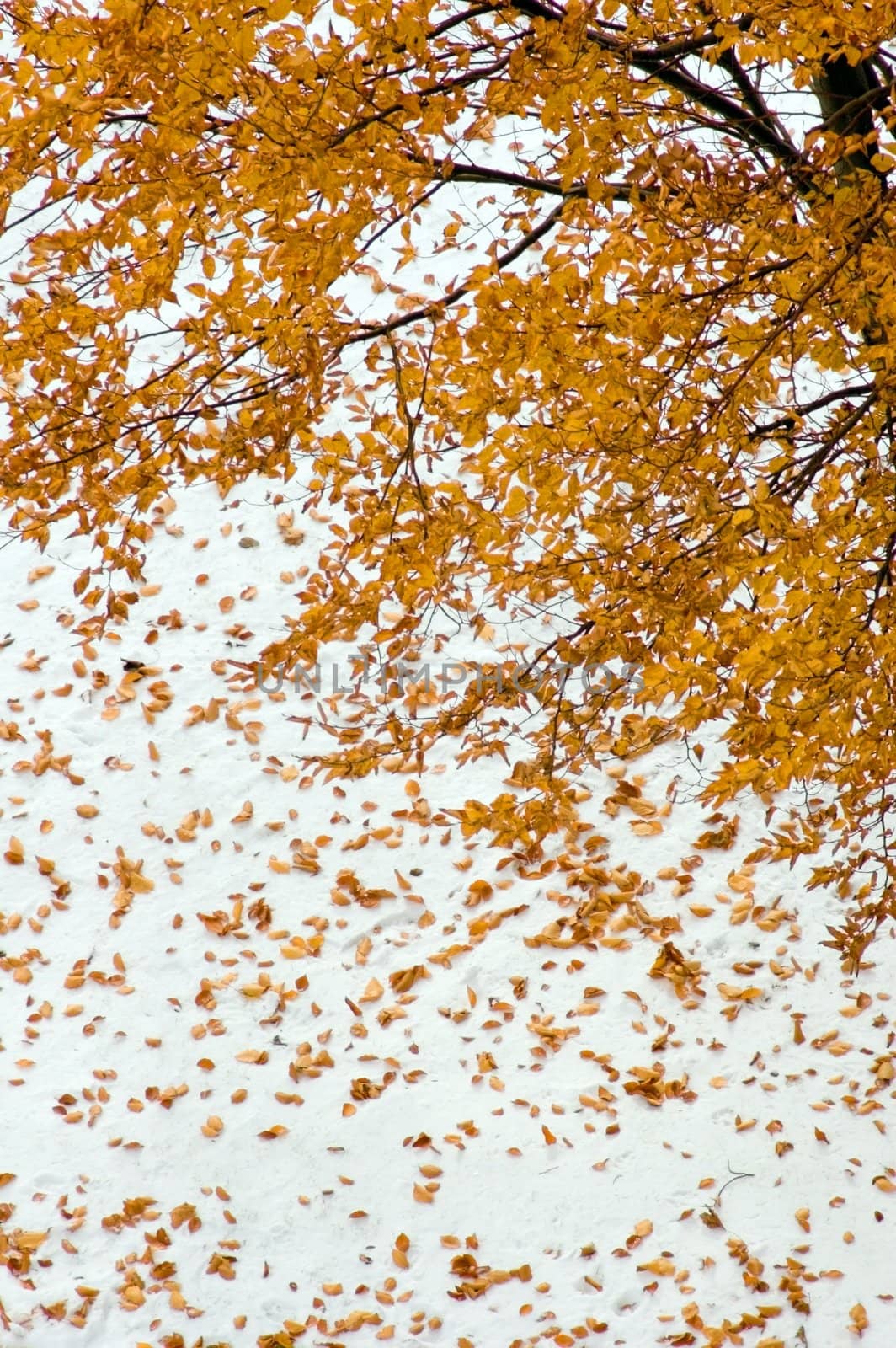 Maple tree with yellow leaves on snow background