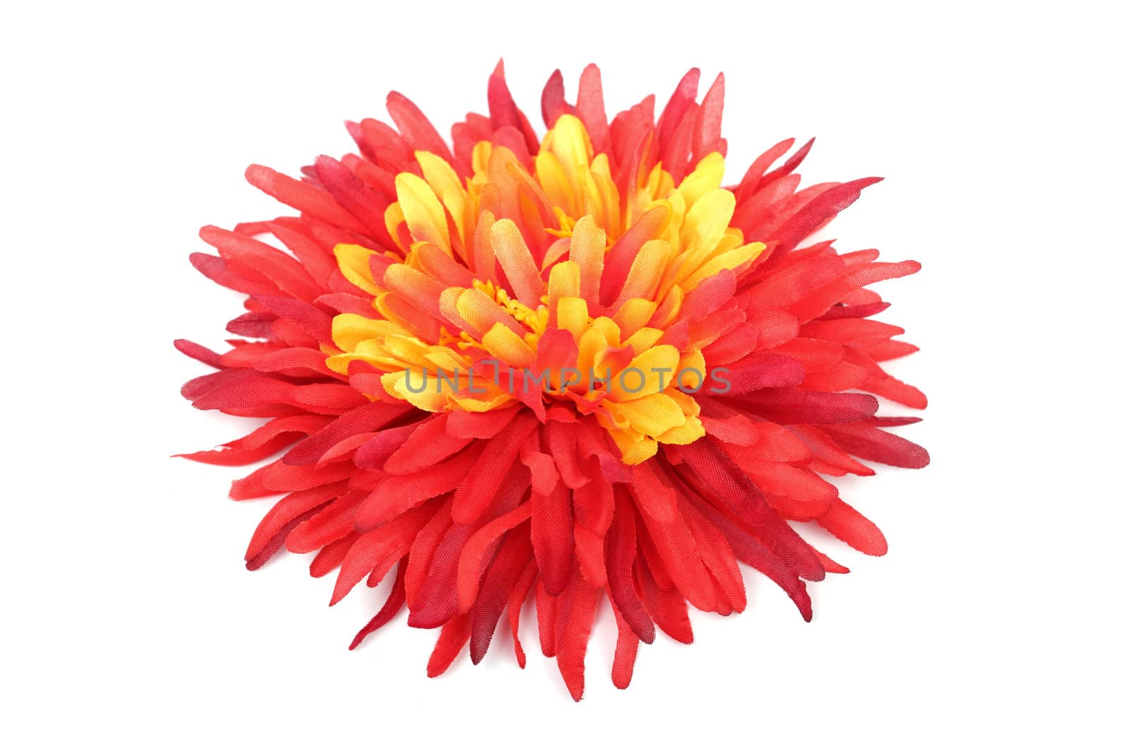 Red with yellow daisy head isolated on white background.