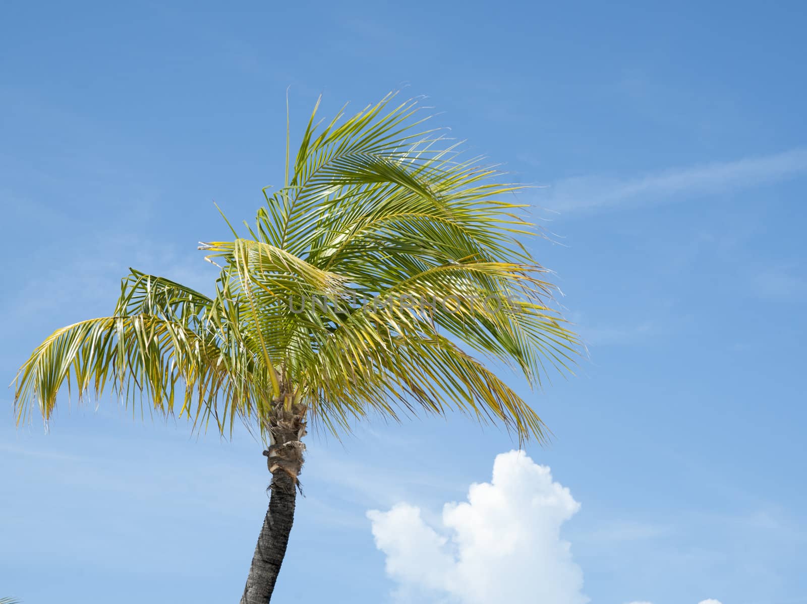 Palm tree innbreeze, against blue sky.