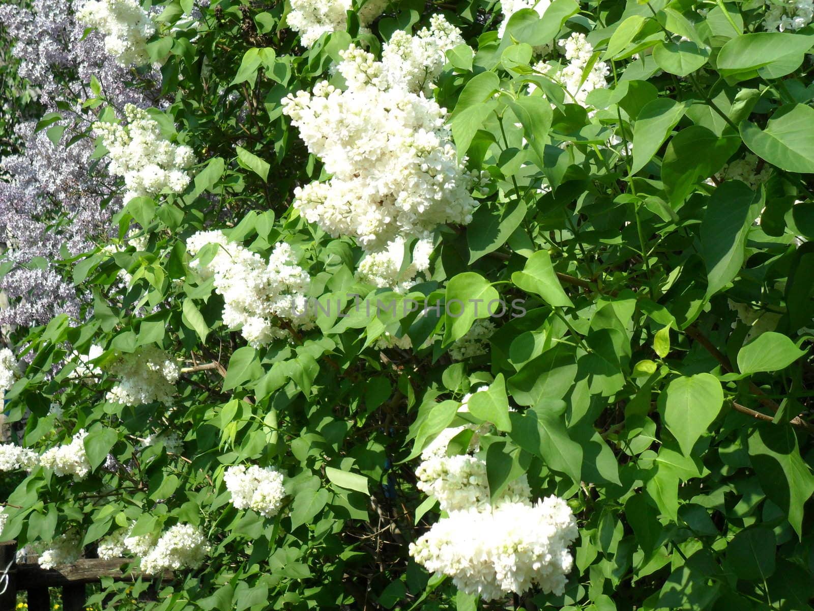 White lilac bush in early spring