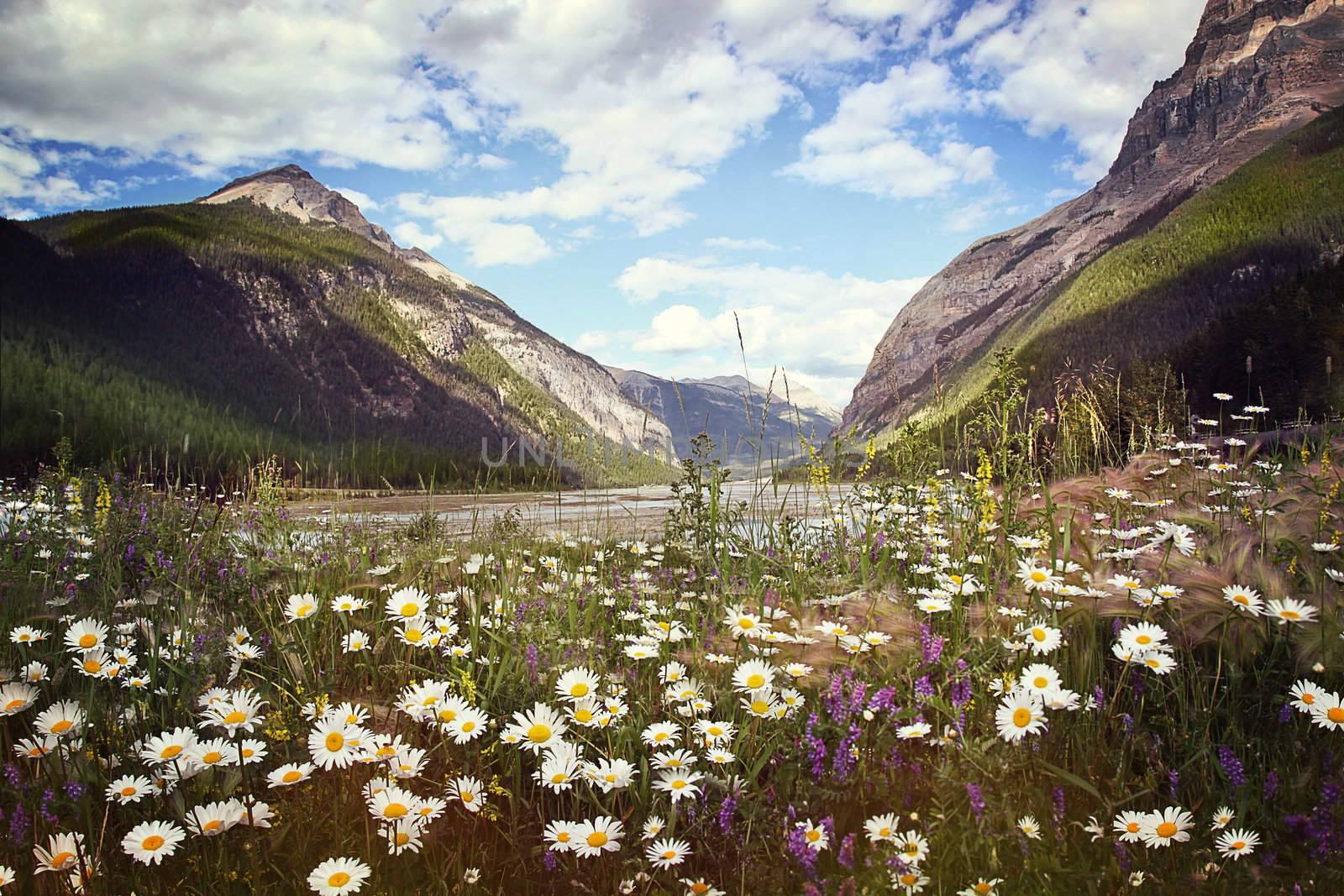 Field of wild flowers with Rocky Mountains in background by Sandralise