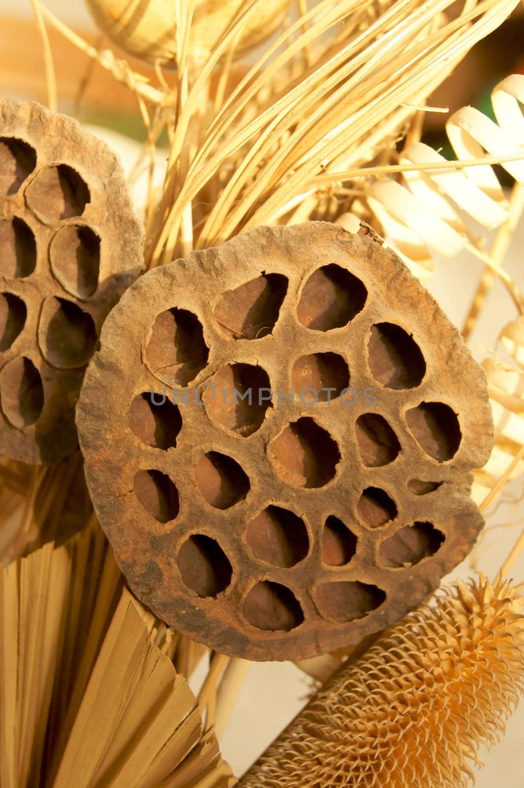 Dry exotic plant with holes on it