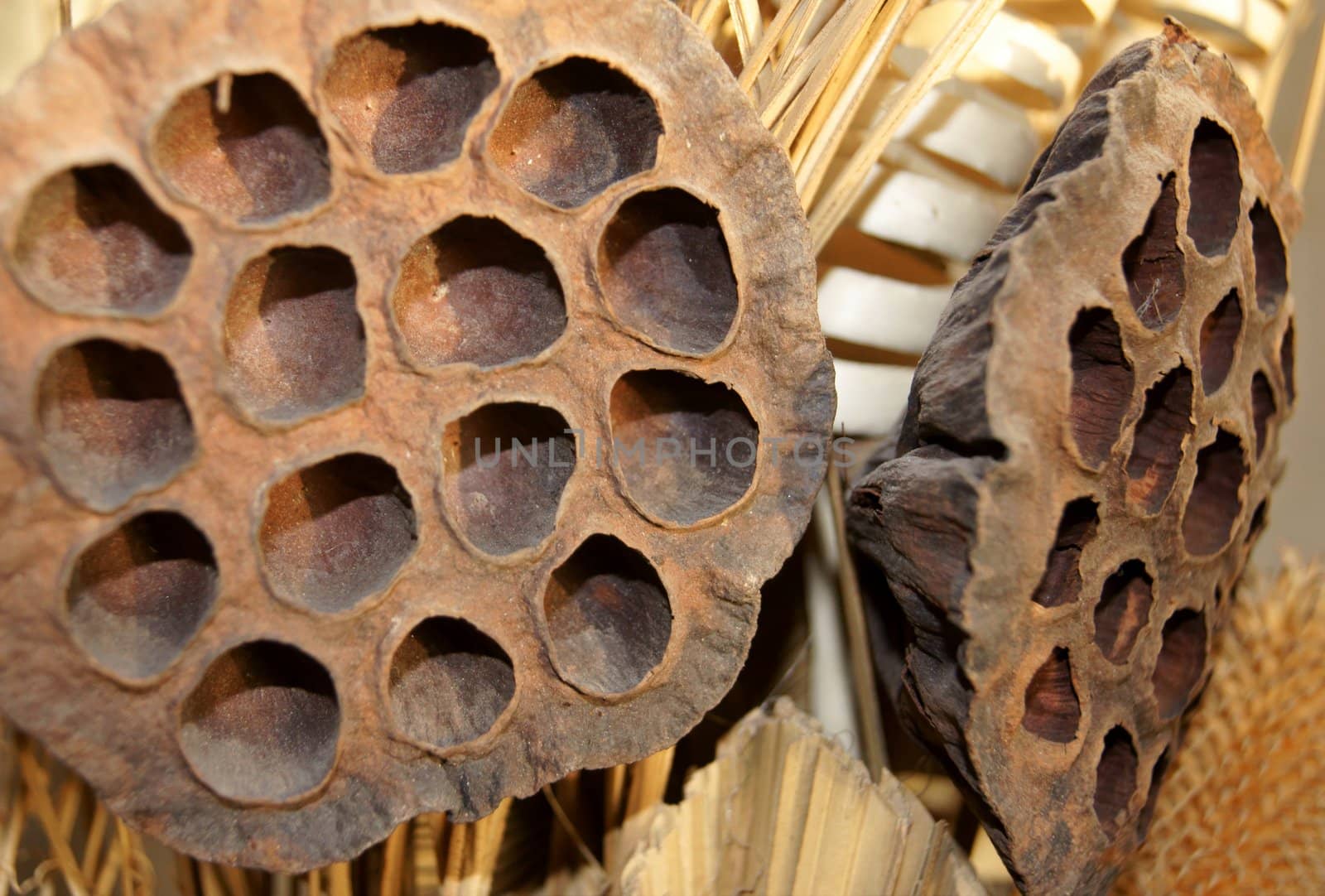 Dry exotic plant with holes on it