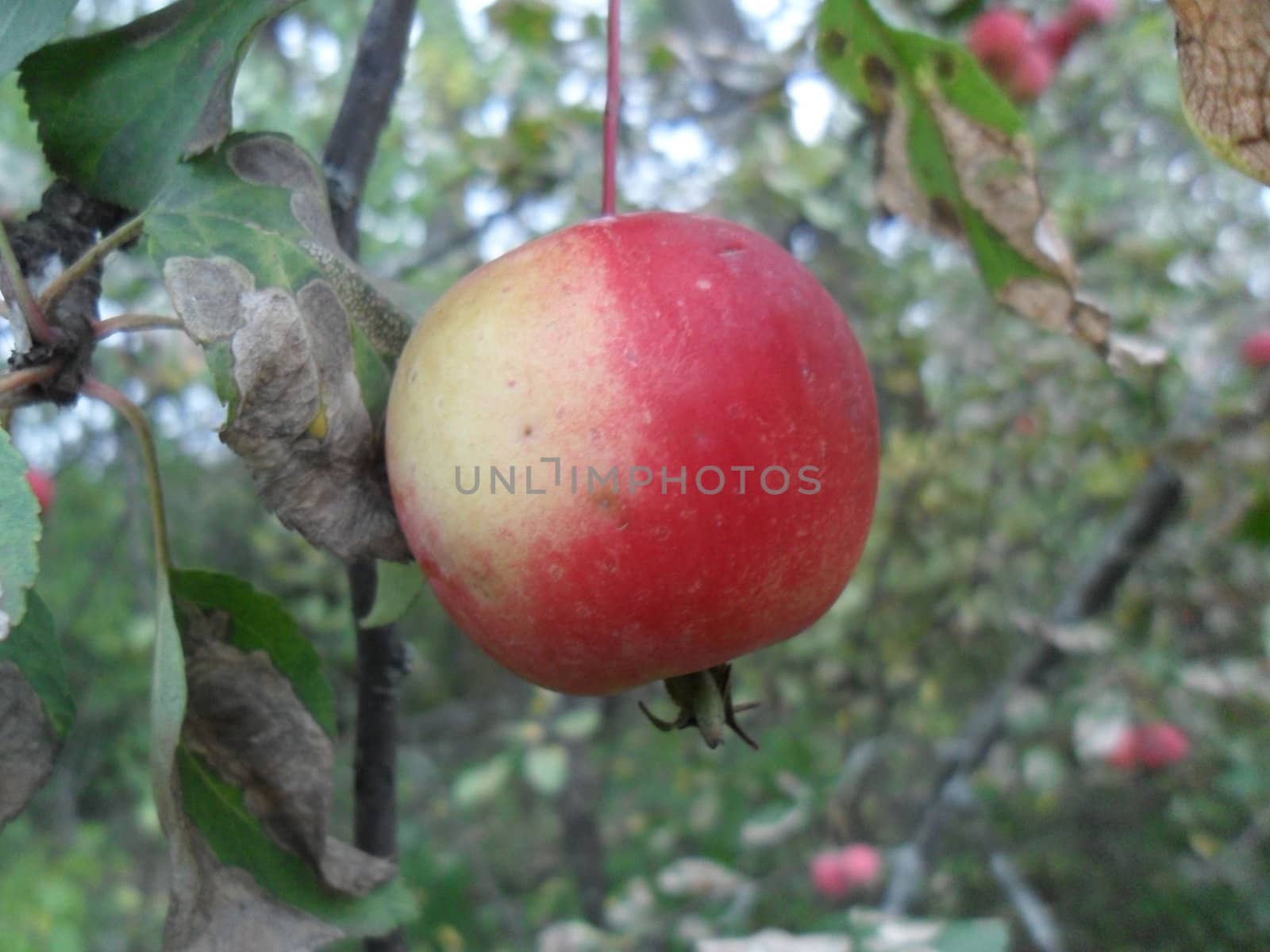 red apple on a branch among the leaves