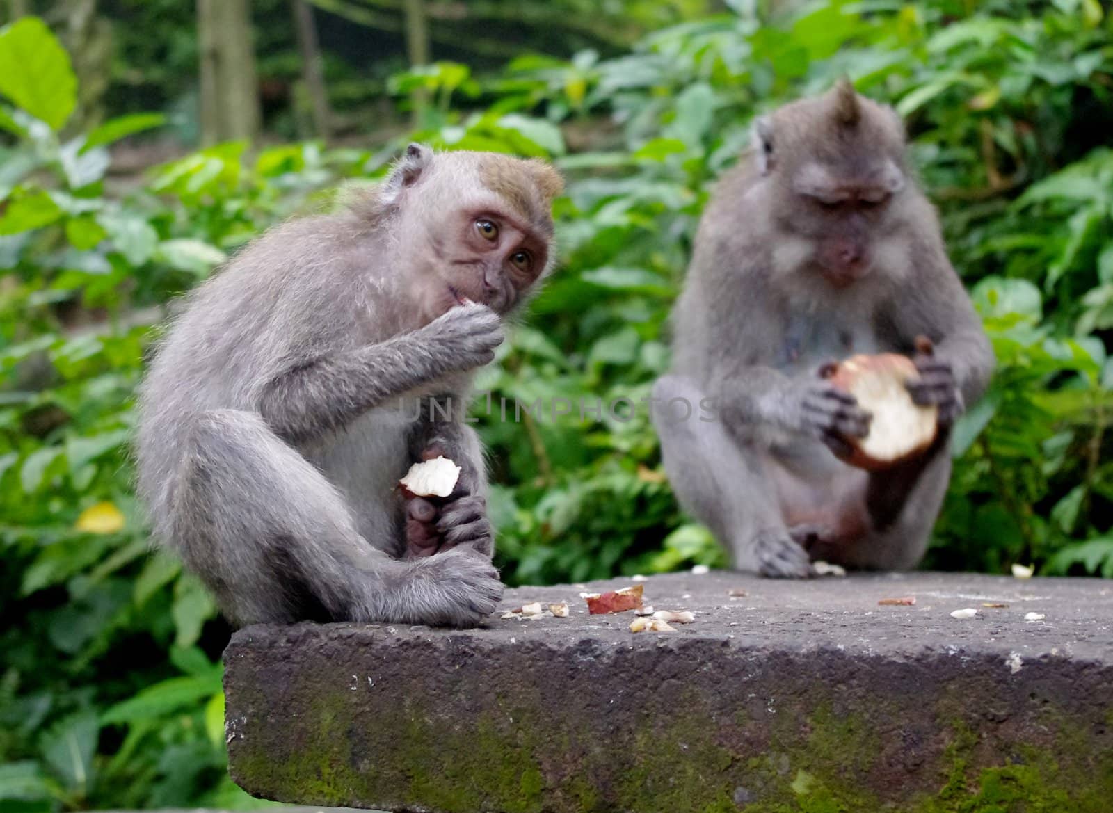 Two monkeys eating by Komar
