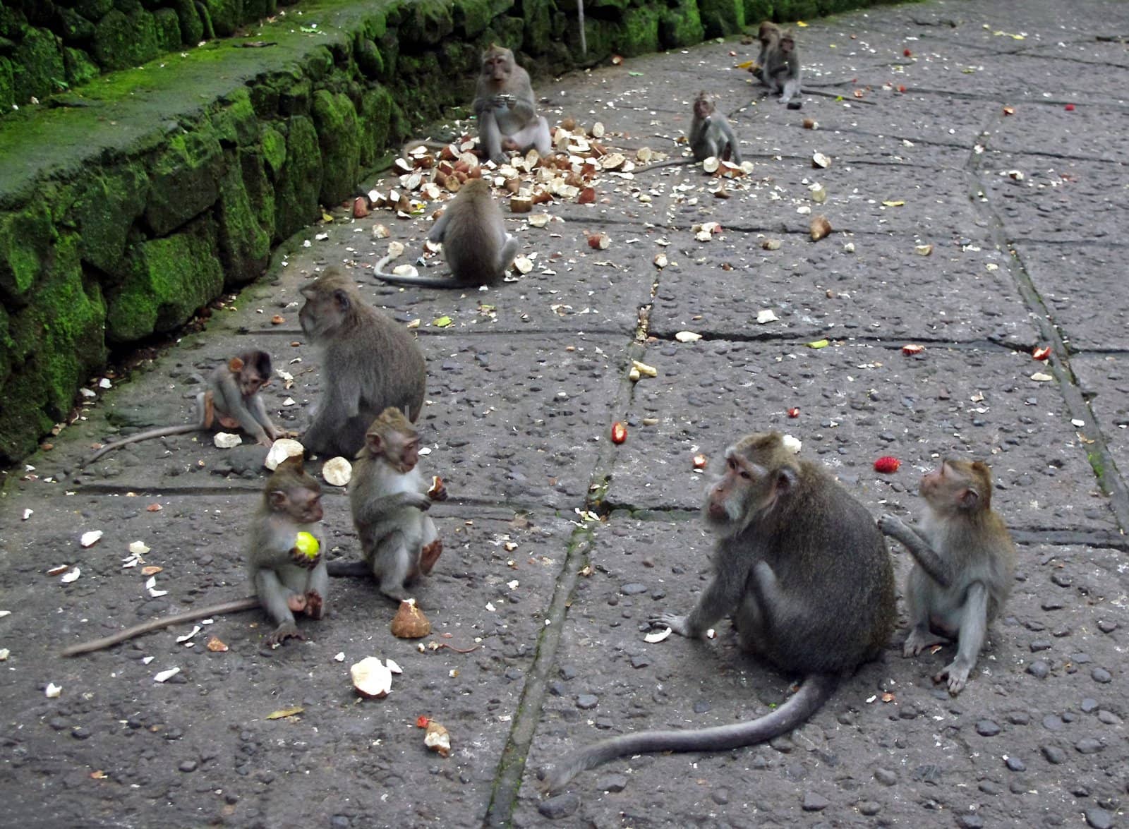 Monkeys eating together in Monkey Forest, Ubud, Bali, Indonesia.