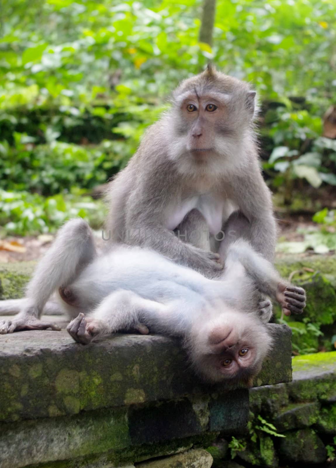 Two monkeys playing together in Monkey Forest, Ubud, Bali, Indonesia.