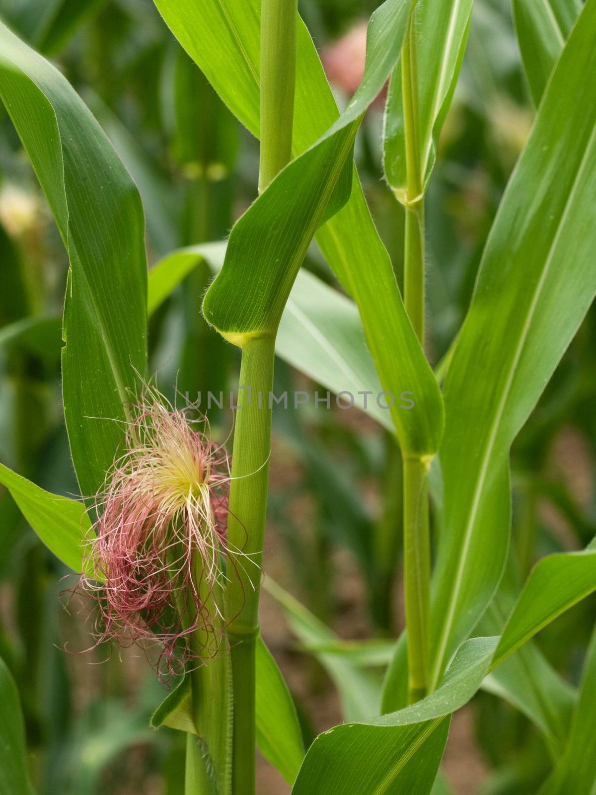 Corn crops in Summer with flower