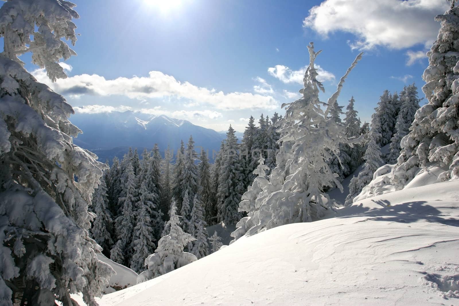 Pine trees covered by snow