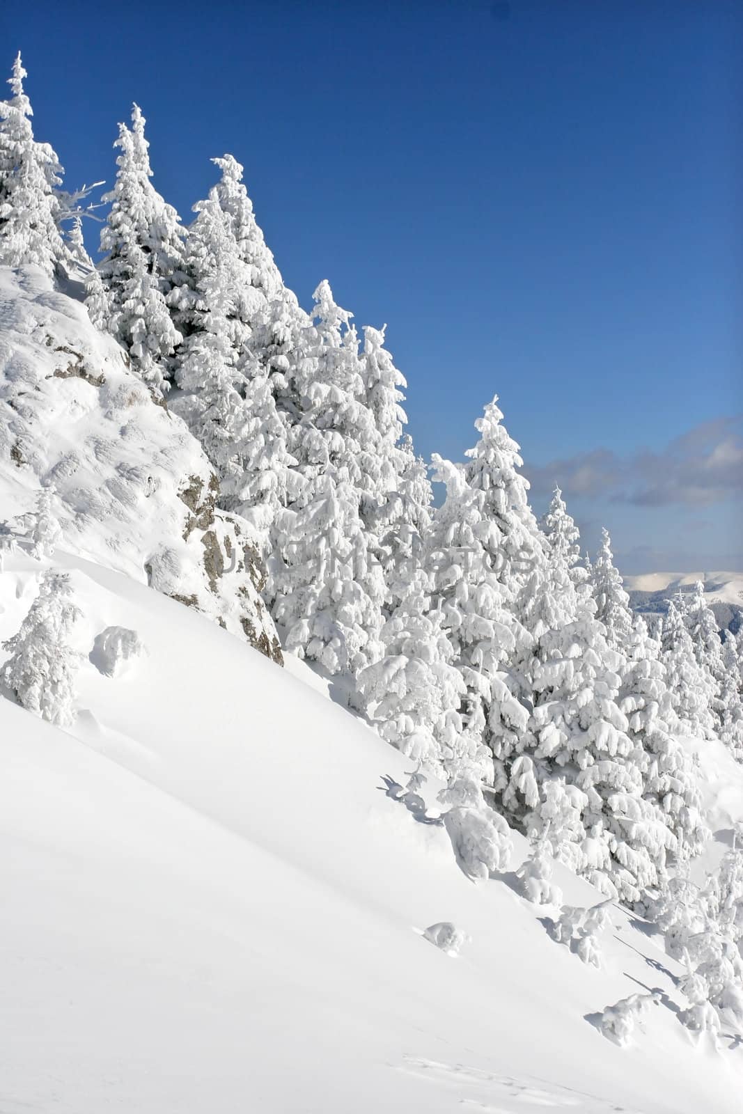 Pine trees covered by snow