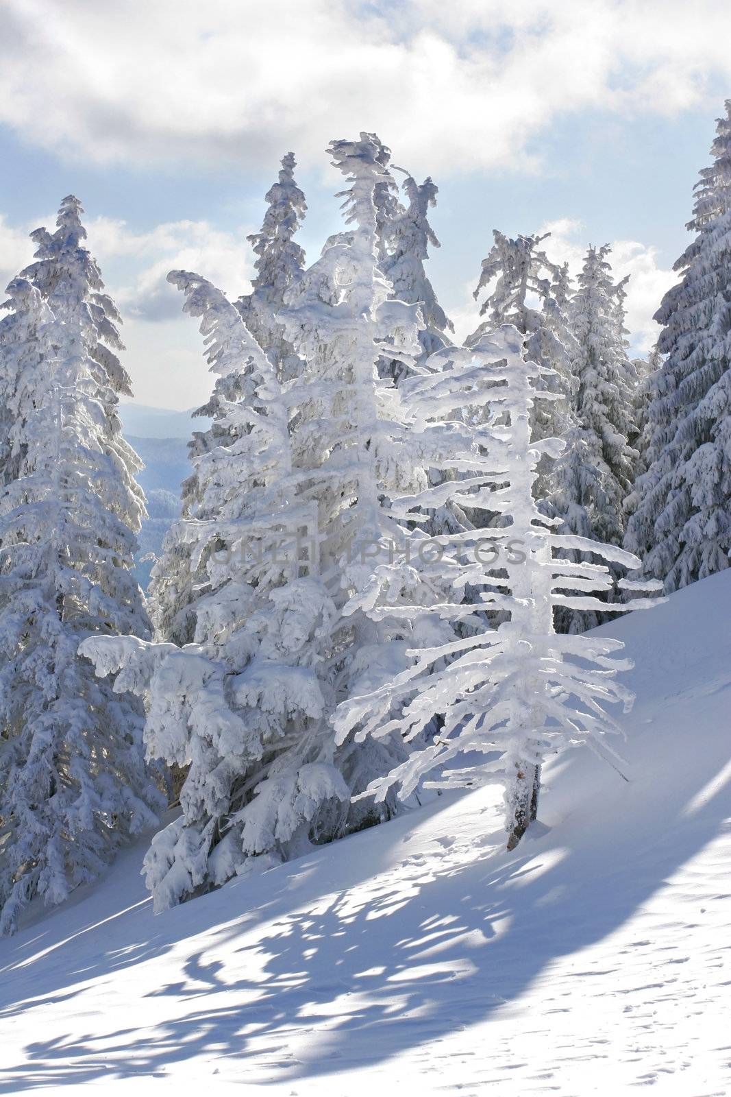 Pine trees covered by snow