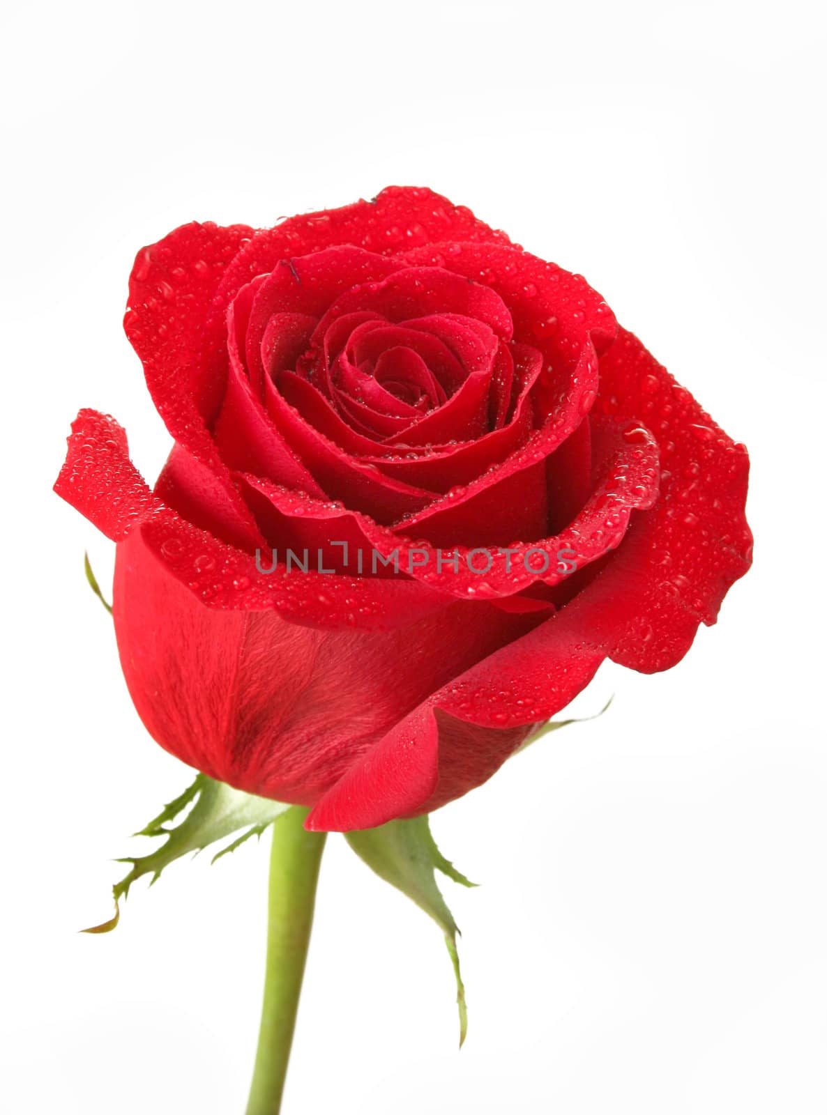 Red rose with water drops isolated on white.