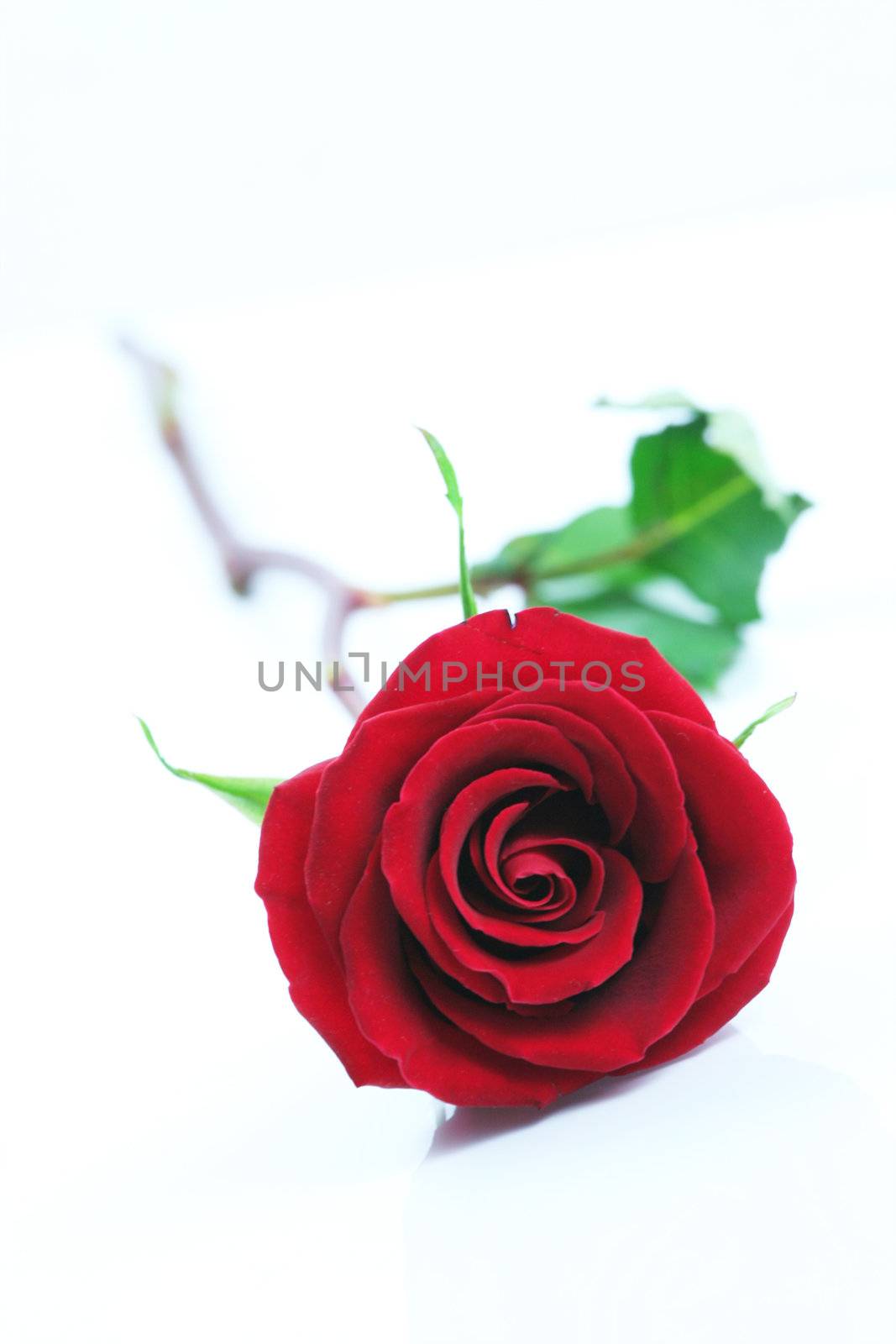 Single red rose isolated on white.