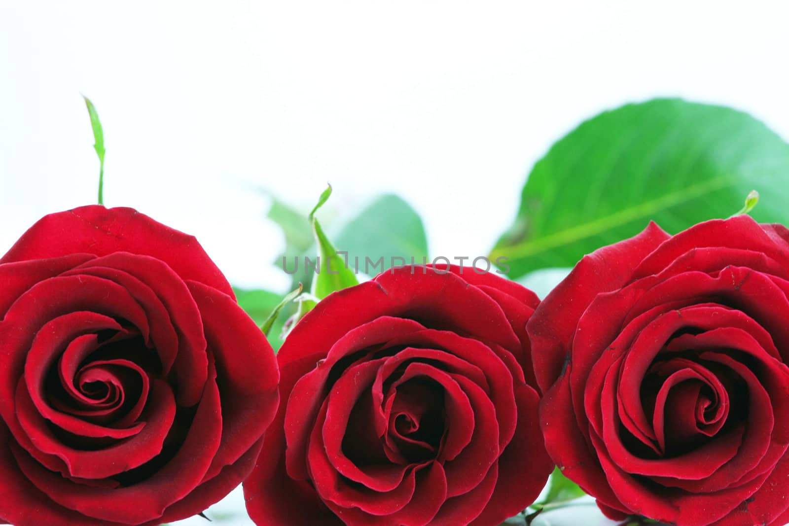 Three red roses isolated on white. by jarenwicklund
