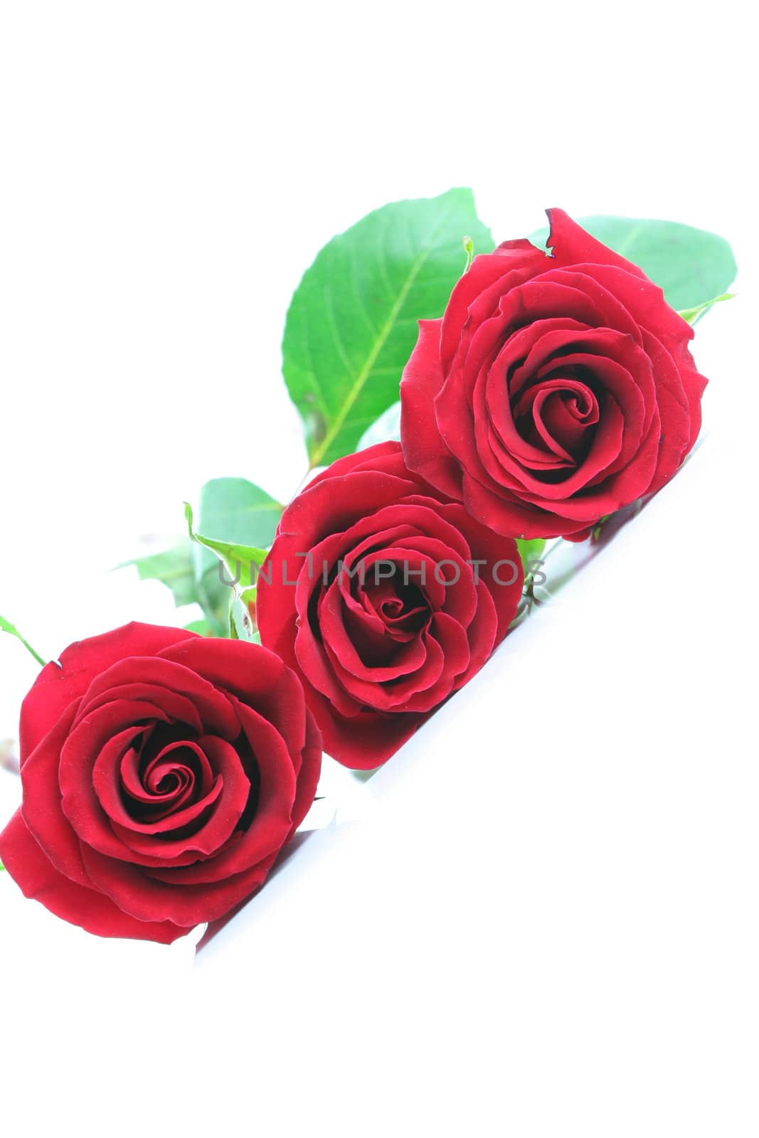 Three red roses isolated on white. Angled by jarenwicklund