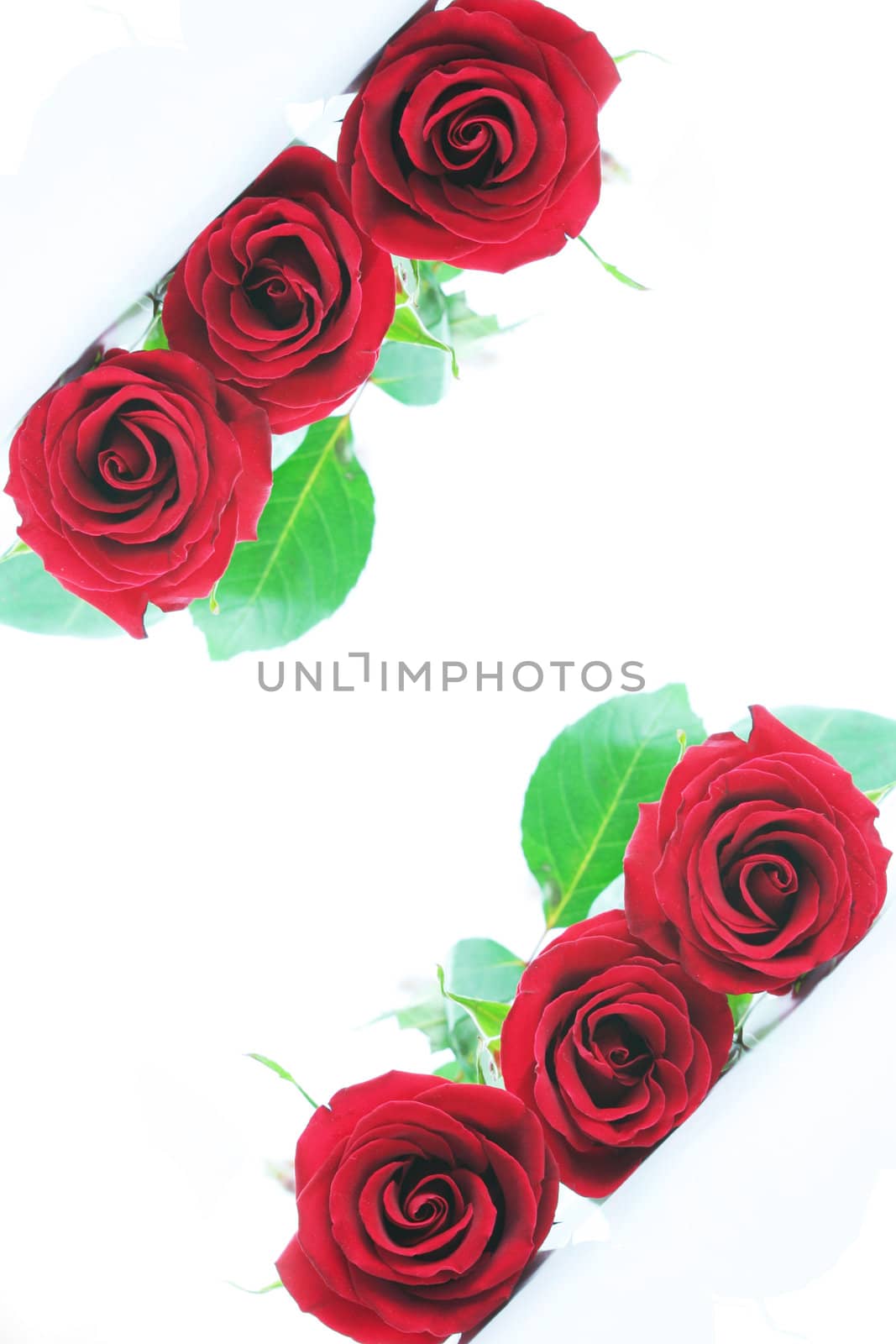 Three red roses isolated on white. Angled