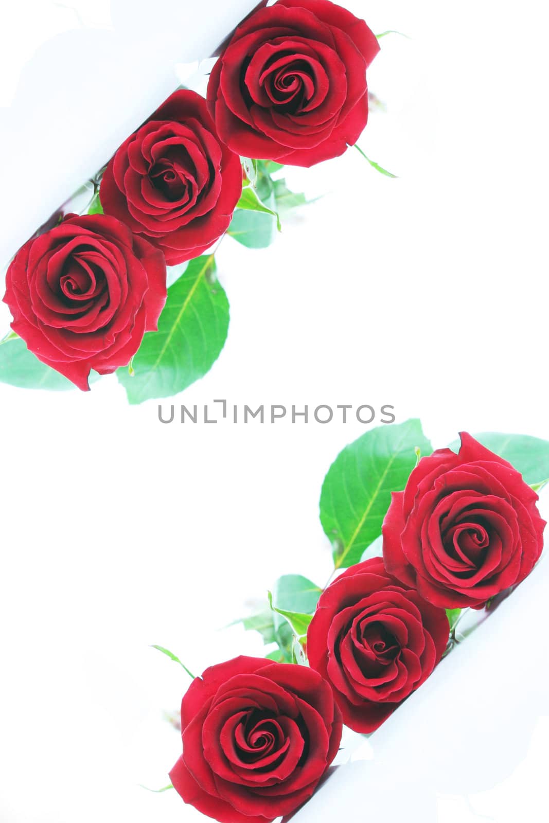 Three red roses isolated on white. Angled