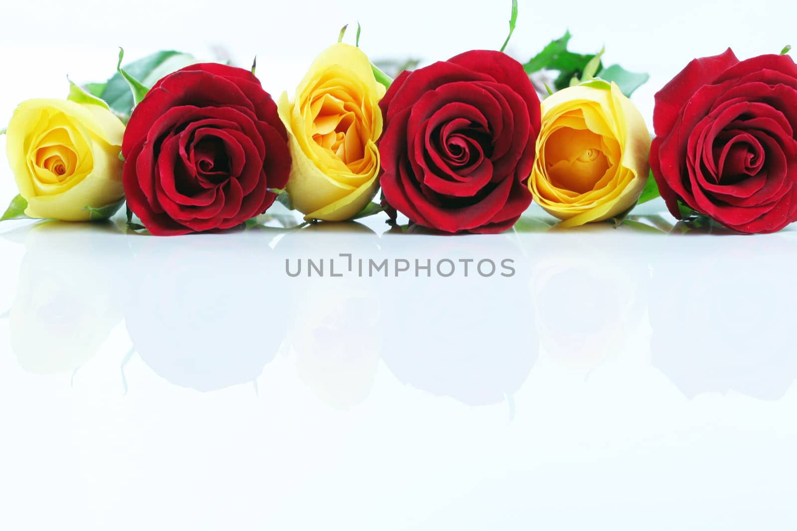 Three red and three yellow roses.