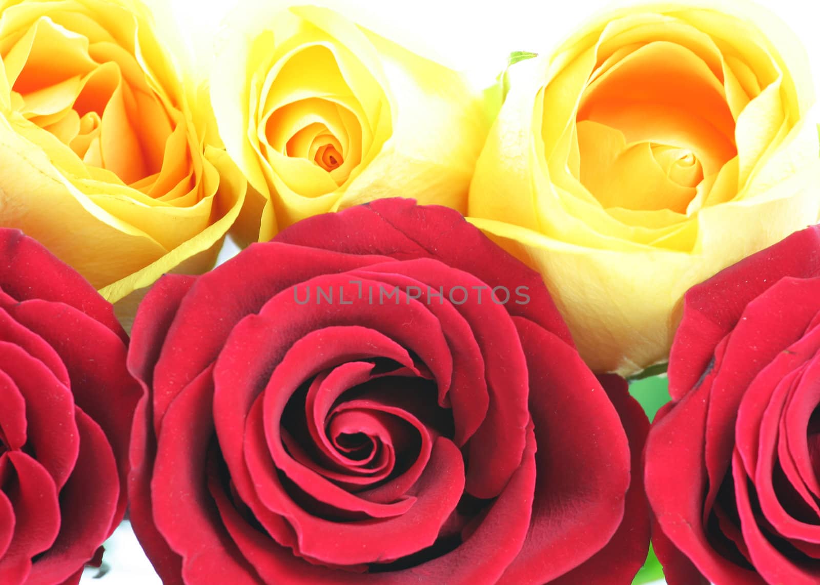 Three red and three yellow roses.