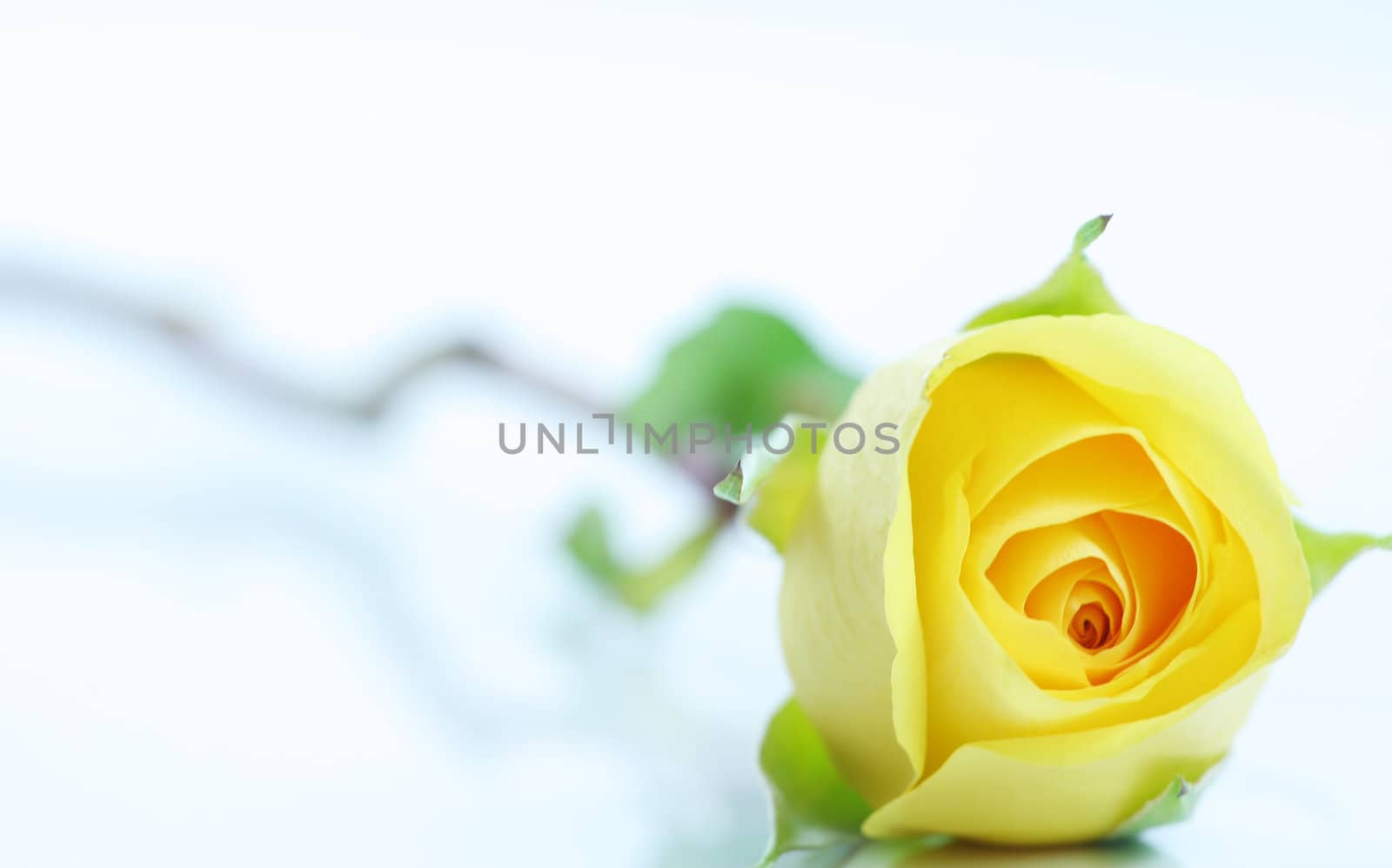 Single  yellow rose on white.