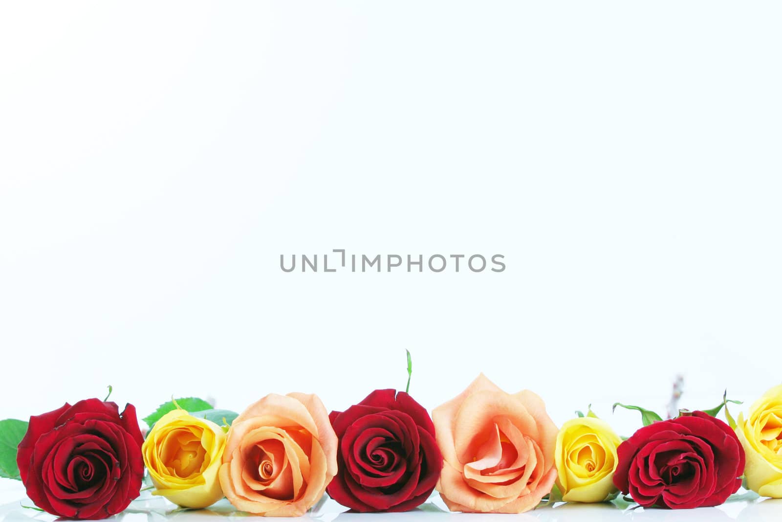 Red, yellow and peach color roses  by jarenwicklund