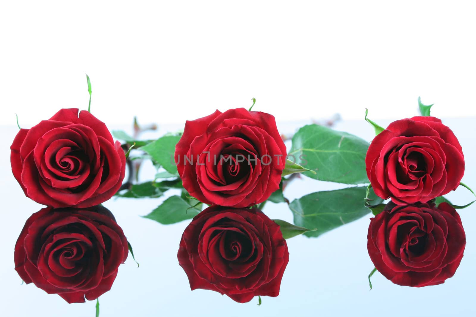 Three red roses isolated on reflective surface. by jarenwicklund