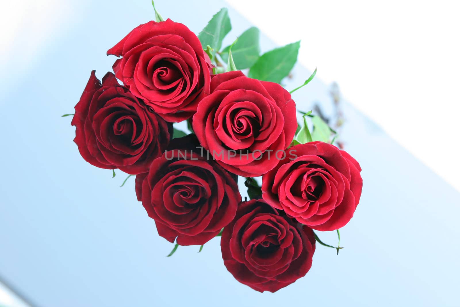 Three red roses isolated on reflective surface.