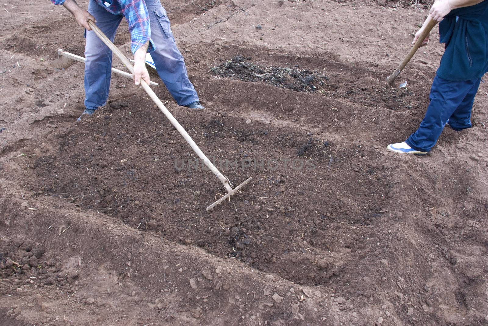 two workers preparing a soil for seeding