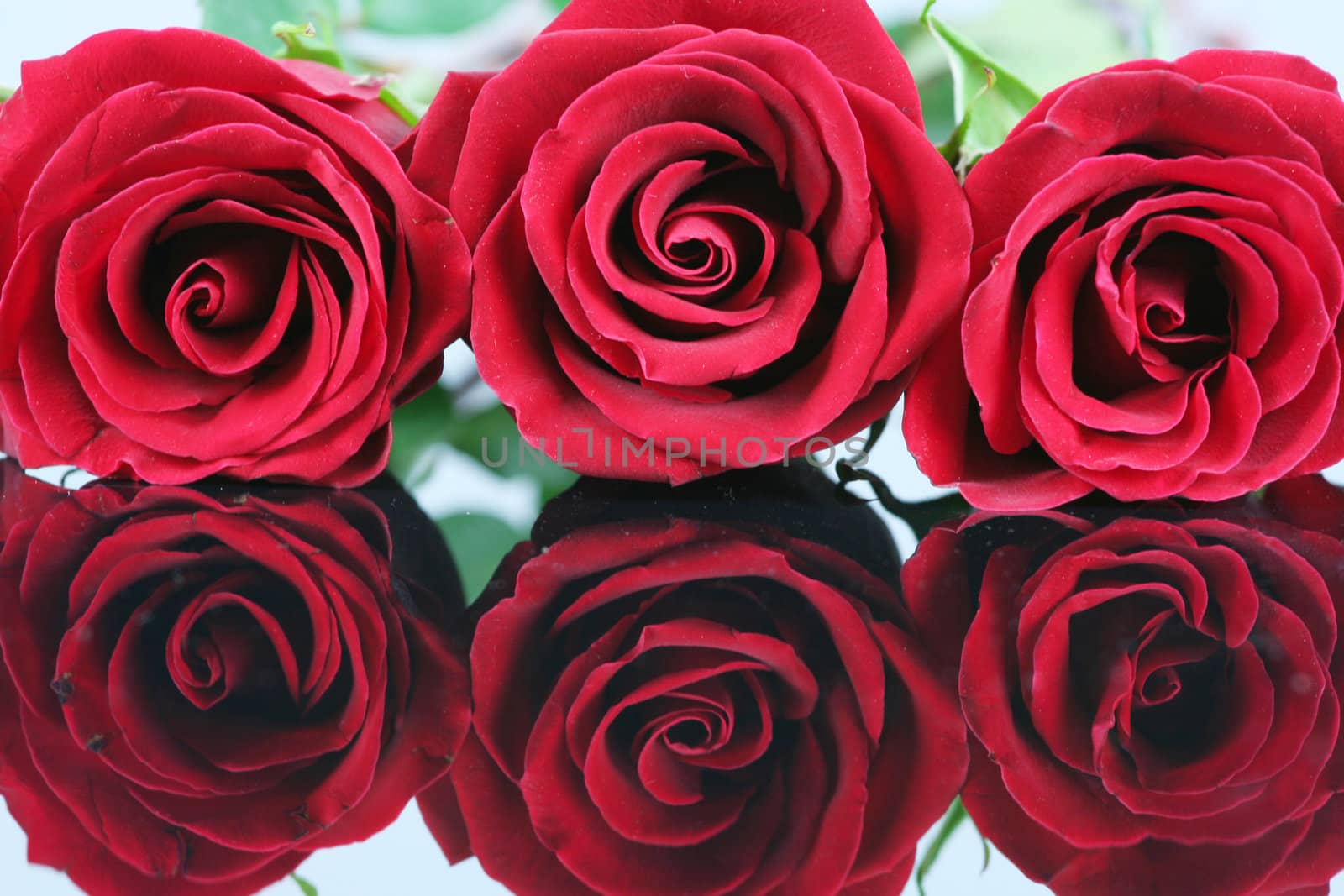 Three red roses isolated on reflective surface.