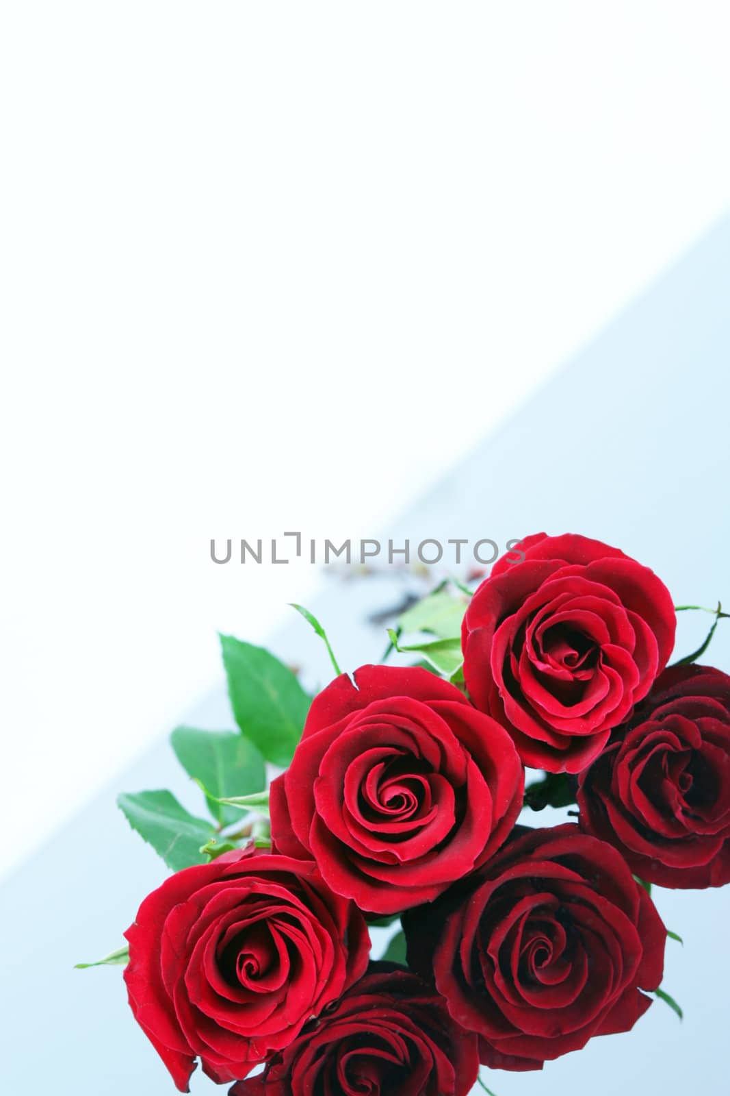 Three red roses isolated on reflective surface.