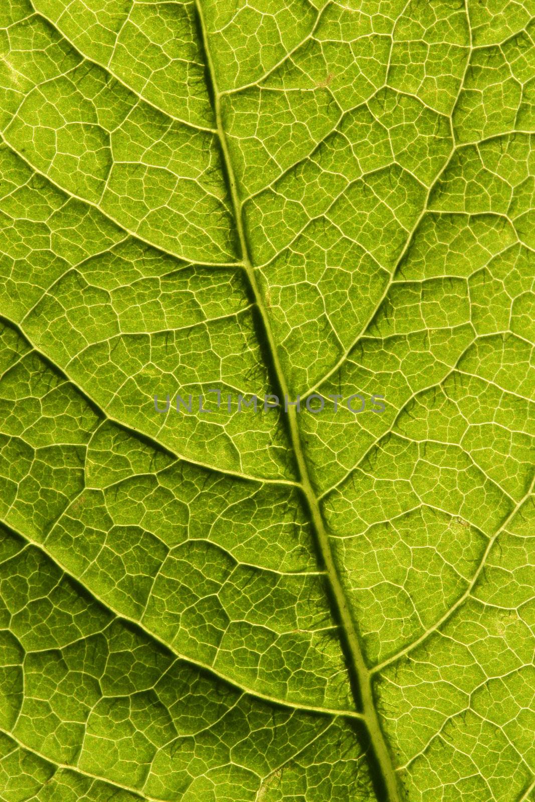 A macro of the veins in a tree leaf